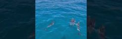 Wild Algarve Dolphins 3