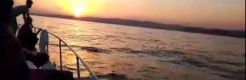 Sunset Cruise with Dolphins! 3