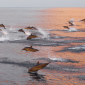 Discover Algarve's Marine Wildlife: A Guide to Dolphins, Turtles & More